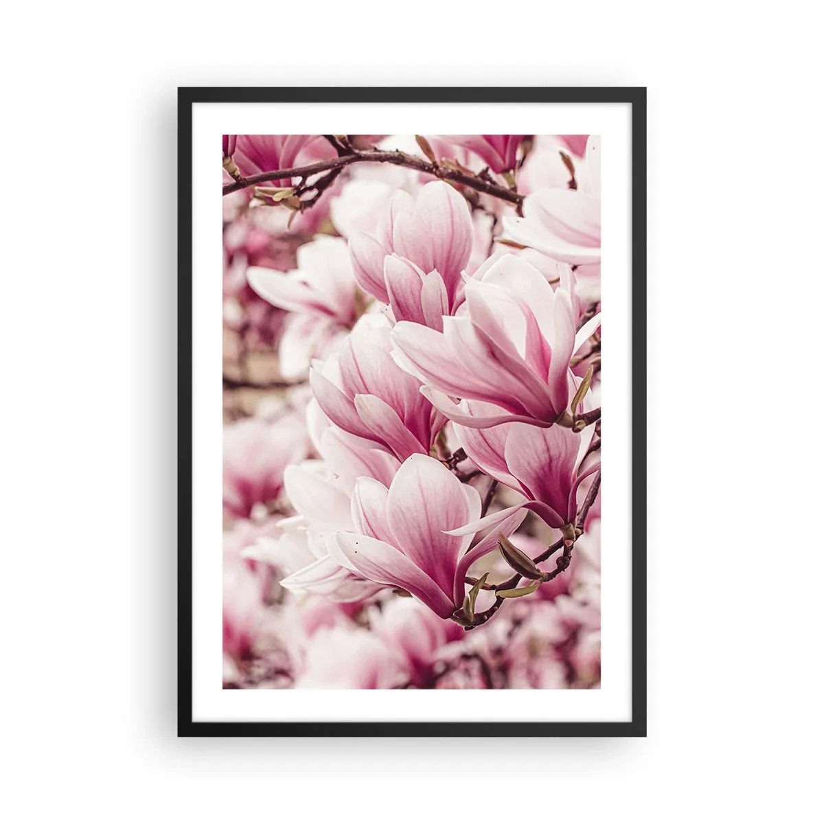 Plagát v čiernom ráme - Romanticky kvitnúce magnólie v jemnej ružovej farbe - 50x70cm - Jar je ružová - Moderná nástenná dekorácia do obývacej izby a spálne ARTTOR