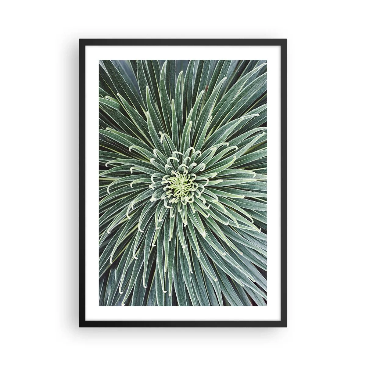 Plagát v čiernom ráme - Detailný záber zelenej rastliny so symetrickými listami. - 50x70cm - Zrodenie hviezdy - Moderná nástenná dekorácia do obývacej izby a spálne ARTTOR