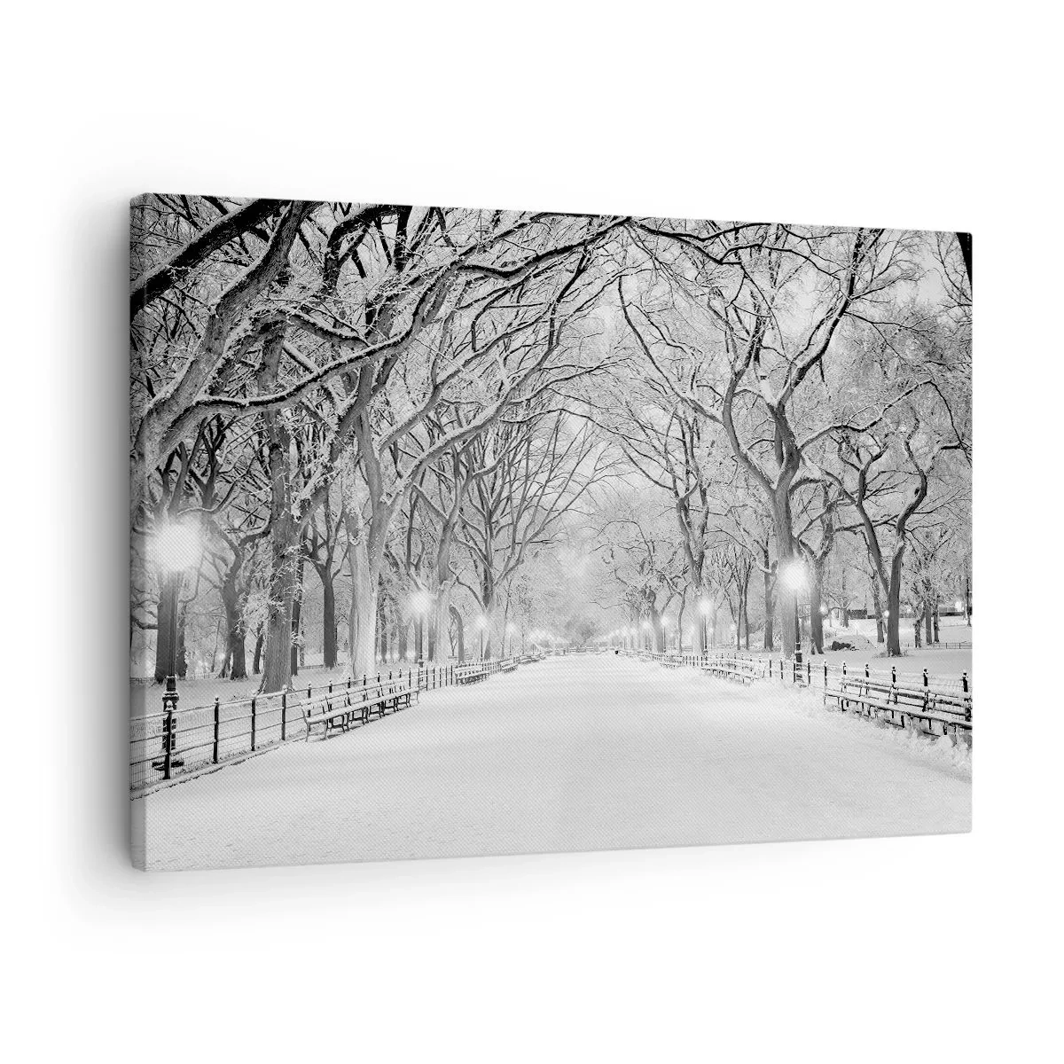 Obraz na plátne - Zimná alej so zasneženými stromami v monochromatickom štýle - 70x50cm - Štyri ročné obdobia – zima - Moderná nástenná dekorácia do obývacej izby a spálne ARTTOR