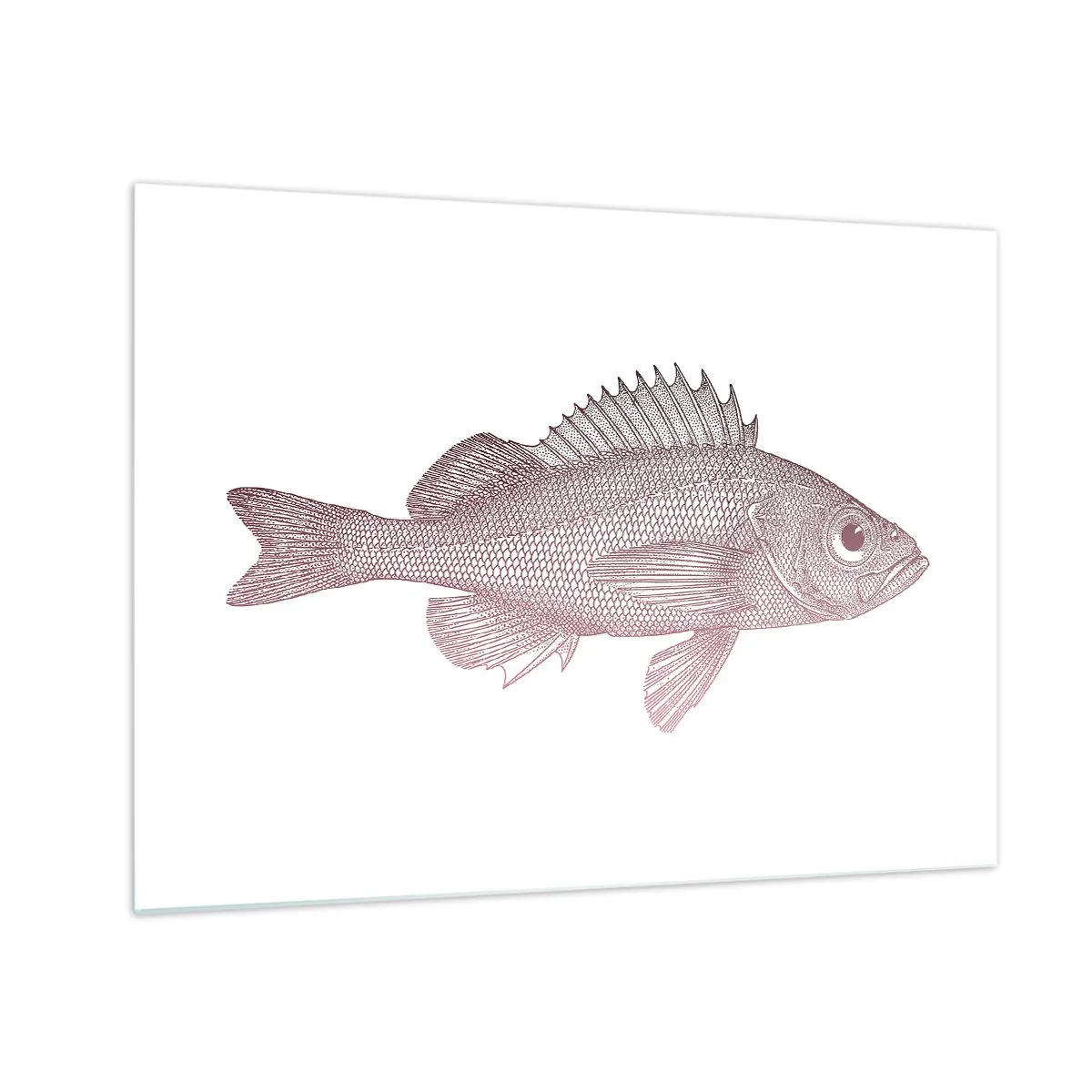 Obraz na skle - Grafika ryby s veľkým okom v retro štýle na bielom pozadí - 70x50cm - Ryba s veľkými očami - Moderná nástenná dekorácia do obývacej izby a spálne ARTTOR
