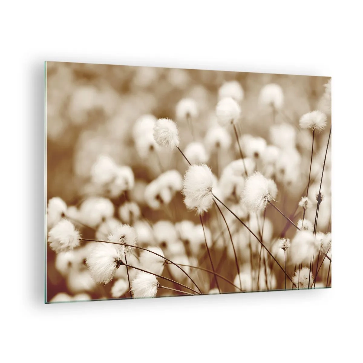 Obraz na skle - Pole nadýchanej trávy v odtieňoch sépie - 70x50cm - Chlpatý lán - Moderná nástenná dekorácia do obývacej izby a spálne ARTTOR