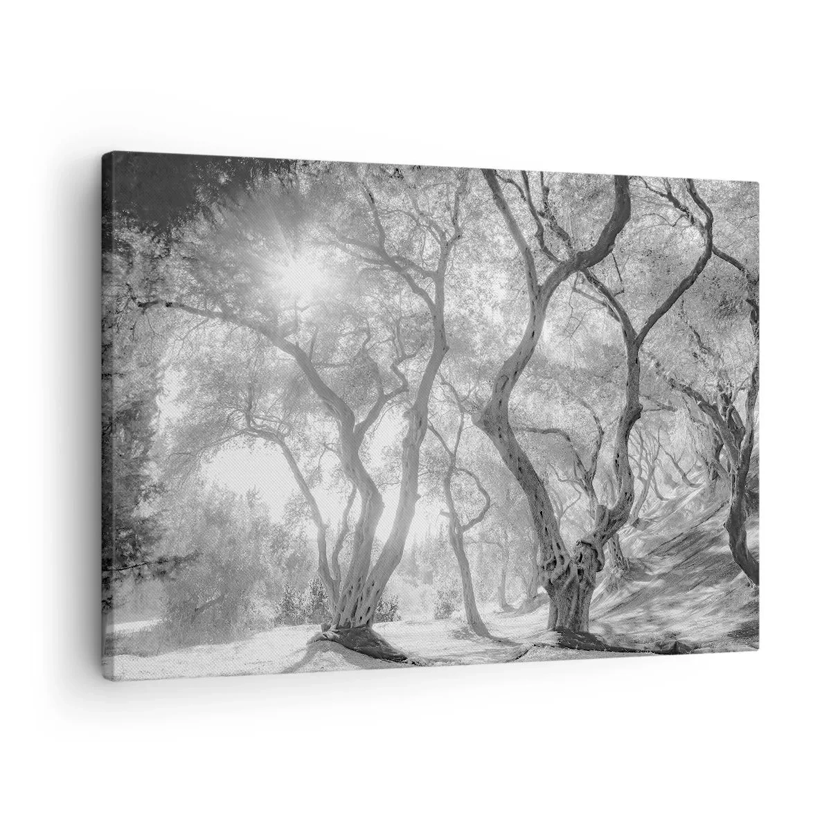 Obraz na plátne - Čiernobiely pohľad na stromy v olivovom háji so slnečnými lúčmi - 70x50cm - V olivovom háji - Moderná nástenná dekorácia do obývacej izby a spálne ARTTOR