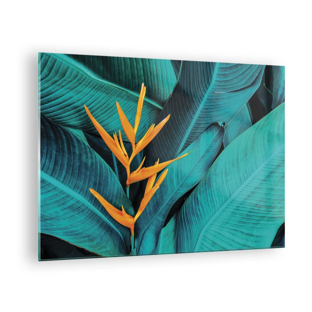 Obraz na skle - Exotický kvet na pozadí veľkých zelených listov. - 70x50cm - Rajský kvet - Moderná nástenná dekorácia do obývacej izby a spálne ARTTOR