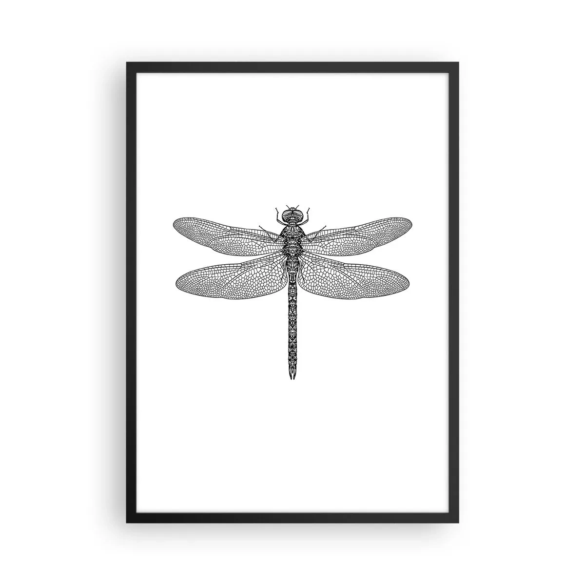 Plagát v čiernom ráme - Čiernobiela ilustrácia vážky na bielom pozadí - 50x70cm - Presnosť prírody - Moderná nástenná dekorácia do obývacej izby a spálne ARTTOR