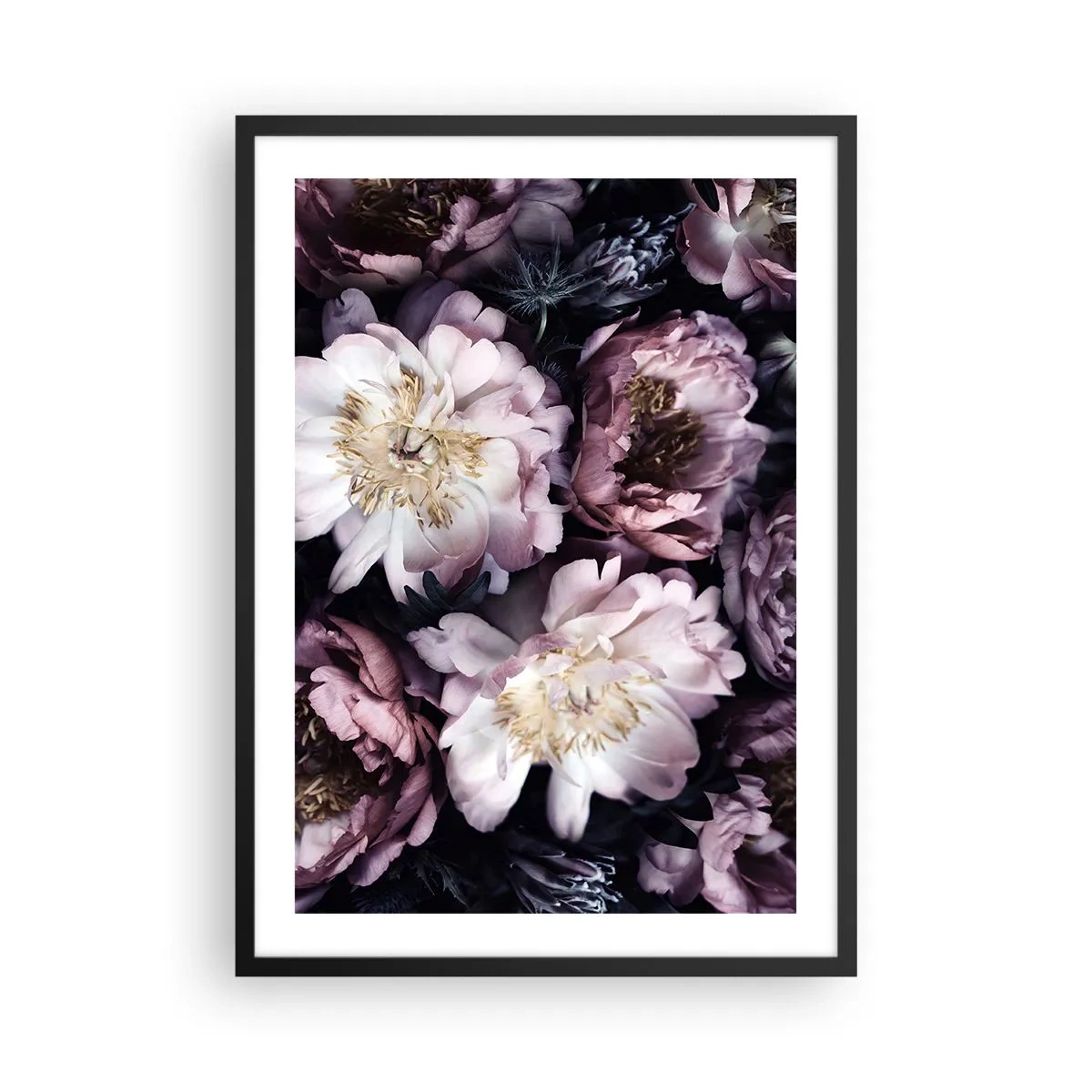 Plagát v čiernom ráme - Jemné kvety pivonky v tlmených farbách - 50x70cm - Kytica v starom štýle - Moderná nástenná dekorácia do obývacej izby a spálne ARTTOR
