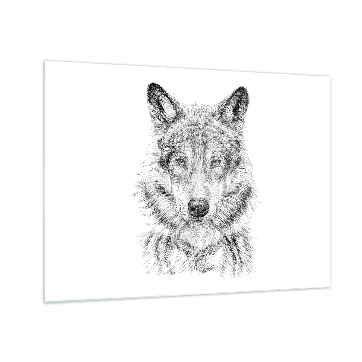 Obraz na skle - Čiernobiela skica vlčej hlavy na bielom pozadí - 70x50cm - Rodený vodca - Moderná nástenná dekorácia do obývacej izby a spálne ARTTOR