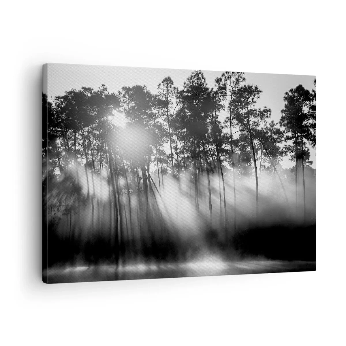Obraz na plátne - Čiernobiely les v rannej hmle - 70x50cm - Nezastaviteľné slnko - Moderná nástenná dekorácia do obývacej izby a spálne ARTTOR