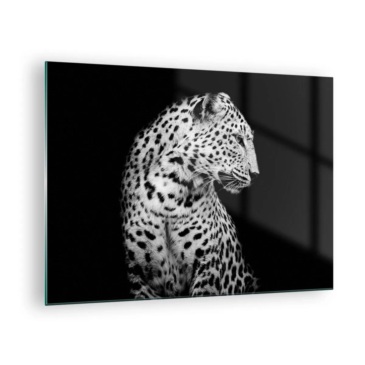 Obraz na skle - Leopard v čiernobielom svetle oproti oknu - 70x50cm - Pravý profil perfektný! - Moderná nástenná dekorácia do obývacej izby a spálne ARTTOR