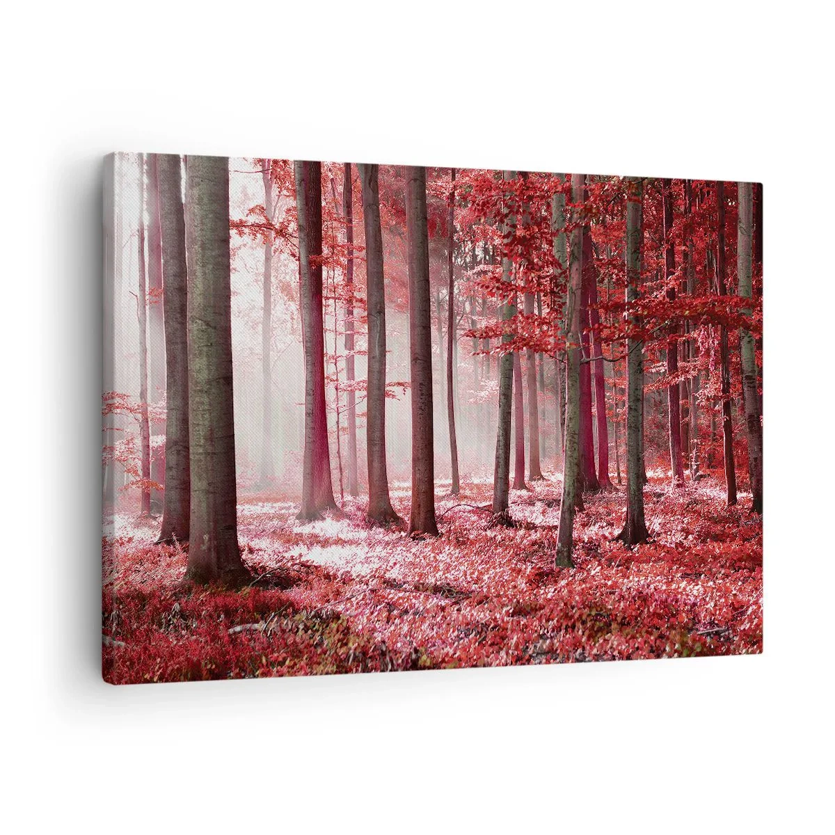 Obraz na plátne - Úžasný les v červených odtieňoch s lúčmi svetla prenikajúcimi cez stromy - 70x50cm - Červená je rovnako krásna - Moderná nástenná dekorácia do obývacej izby a spálne ARTTOR