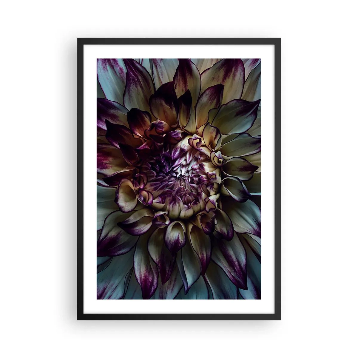 Plagát v čiernom ráme - Makrofotografia tmavých georgín v odtieňoch fialovej a zlatej - 50x70cm - Rozkvet mladosti - Moderná nástenná dekorácia do obývacej izby a spálne ARTTOR