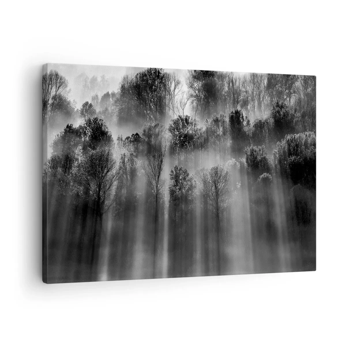 Obraz na plátne - Čiernobiely les v rannom svetle - 70x50cm - V lúčoch svetla - Moderná nástenná dekorácia do obývacej izby a spálne ARTTOR