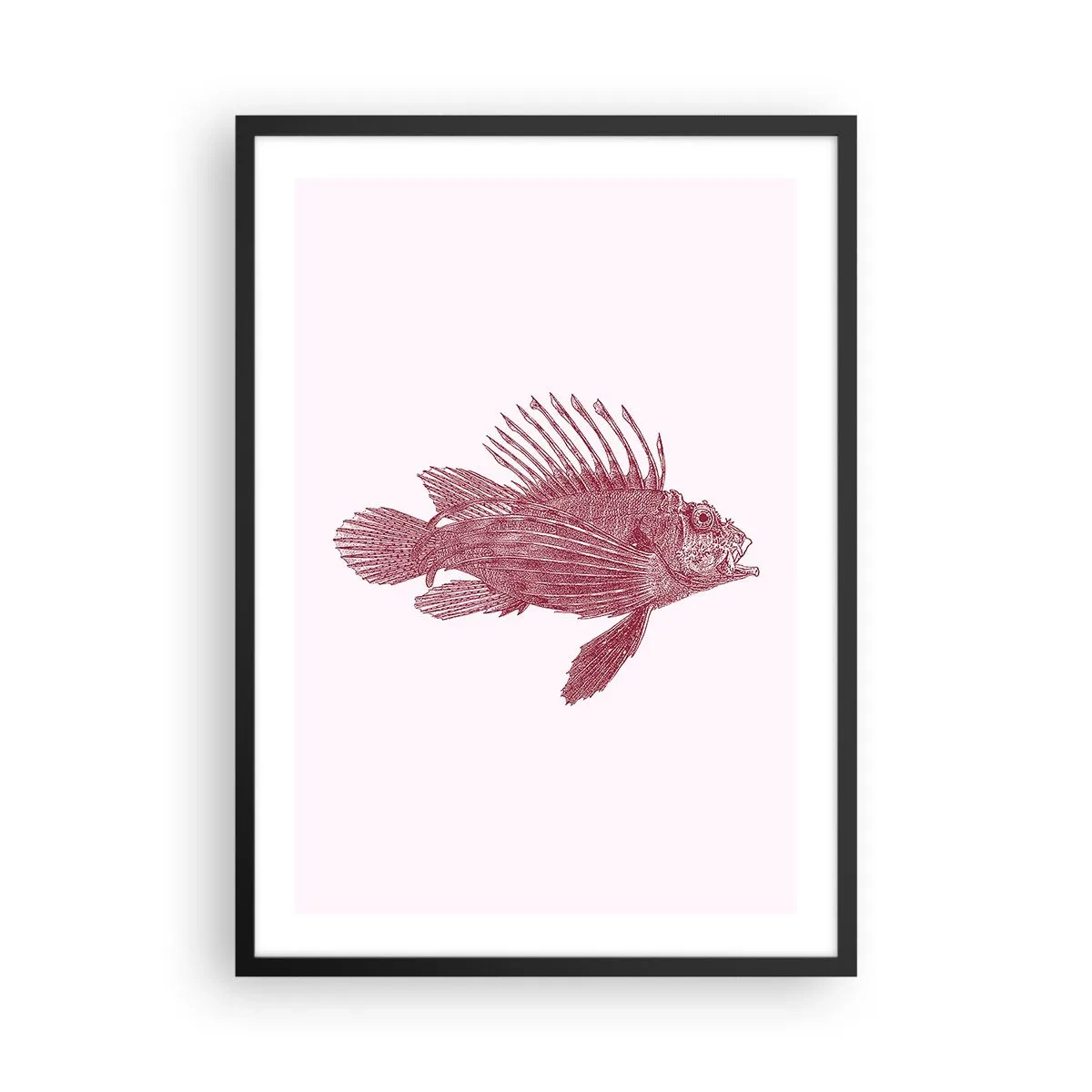 Plagát v čiernom ráme - Kreslenie rýb vo vintage štýle na svetlom pozadí - 50x70cm - Obyvateľka exotických vôd - Moderná nástenná dekorácia do obývacej izby a spálne ARTTOR
