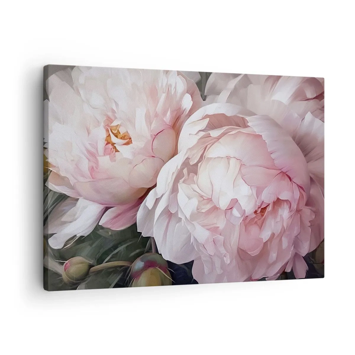 Obraz na plátne - Jemné ružové pivonky v plnom kvete - 70x50cm - Uchytené v rozkvete - Moderná nástenná dekorácia do obývacej izby a spálne ARTTOR