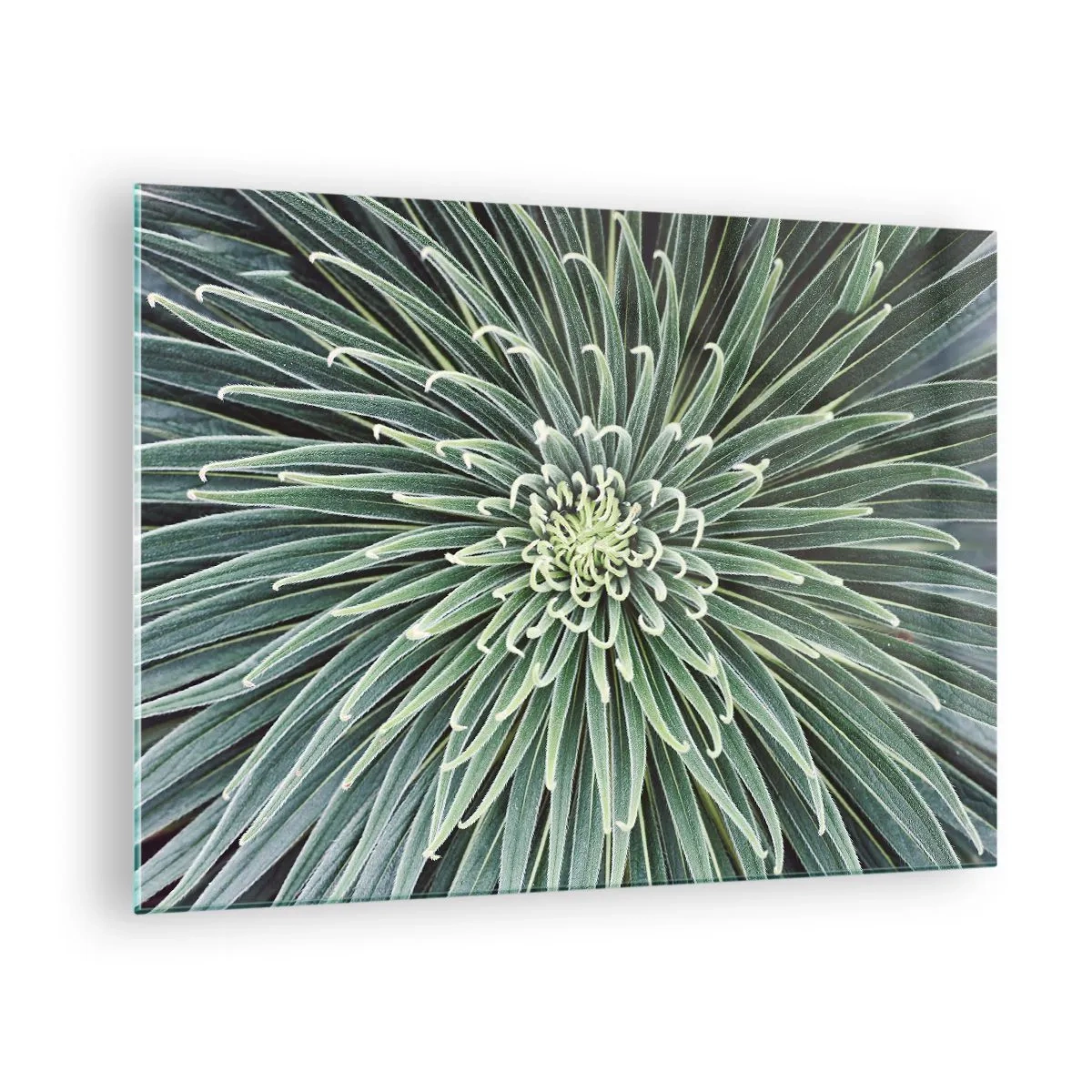 Obraz na skle - Symetrická ružica zelených listov v makrofotografii - 70x50cm - Zrodenie hviezdy - Moderná nástenná dekorácia do obývacej izby a spálne ARTTOR