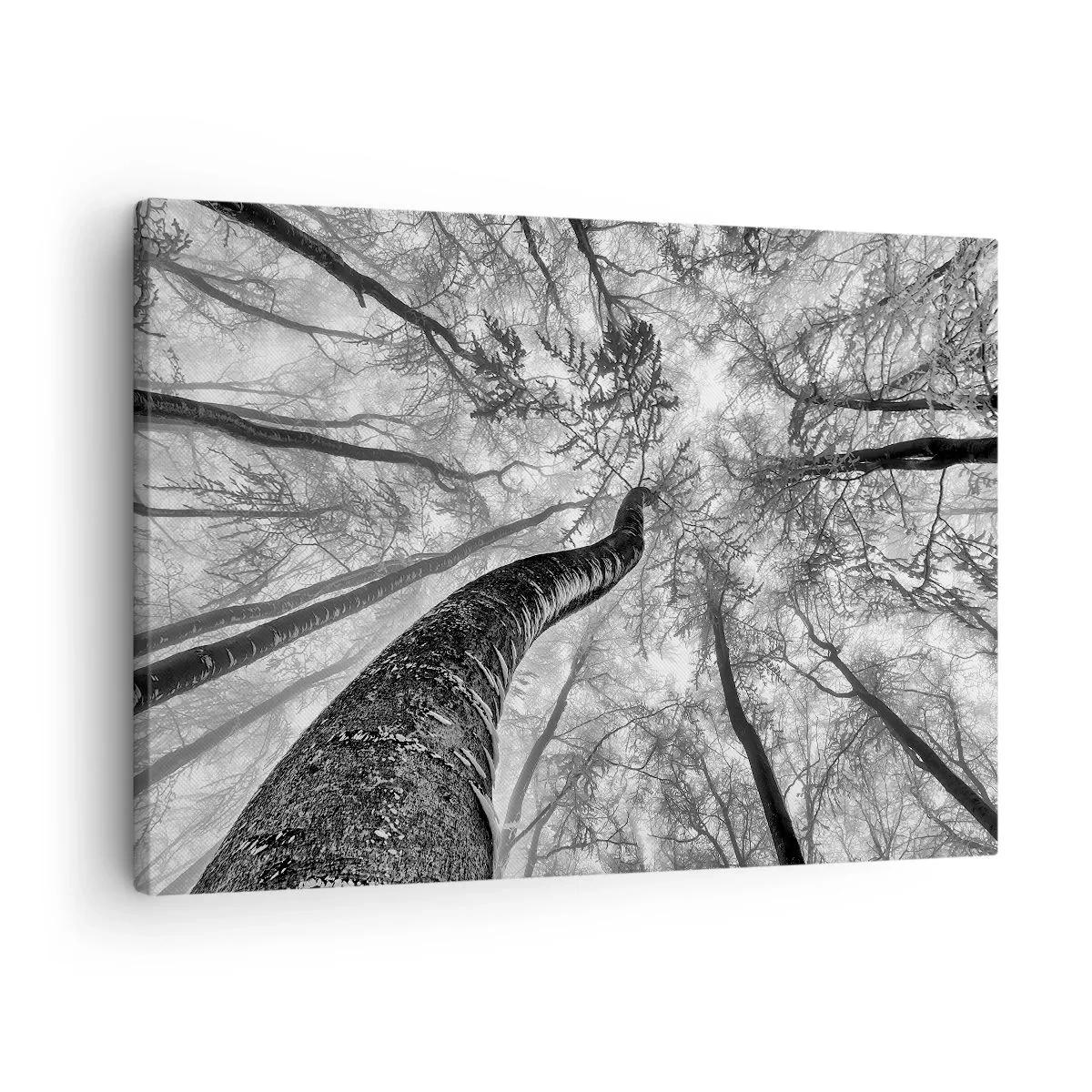 Obraz na plátne - Perspektíva stromov v lese videných zdola v odtieňoch sivej - 70x50cm - Závod ku svetlu - Moderná nástenná dekorácia do obývacej izby a spálne ARTTOR
